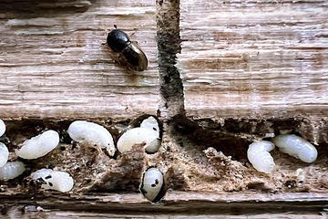 Ambrosia beetles and larvae on wood