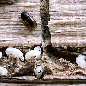 Ambrosia beetles and larvae on wood