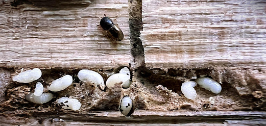 Ambrosia beetles and larvae on wood