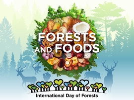 International Day of Forests: Celebrating forests and foods on 21 March