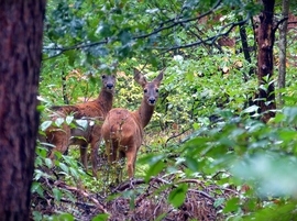 Survey: Share Your Views on Silviculture and Ungulates!