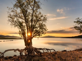 Sunscreen: It's in the Trees?