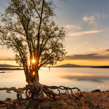 Tree at lake, with sun shining behind during sunset