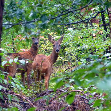 Two deer standing in the forest.