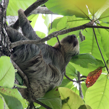 Sloth in tree