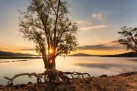 Tree at lake, with sun shining behind during sunset