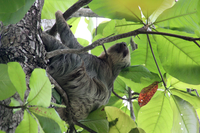 Sloth in tree