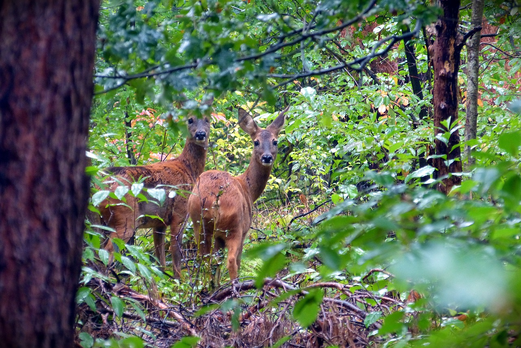 Two deer standing in the forest.