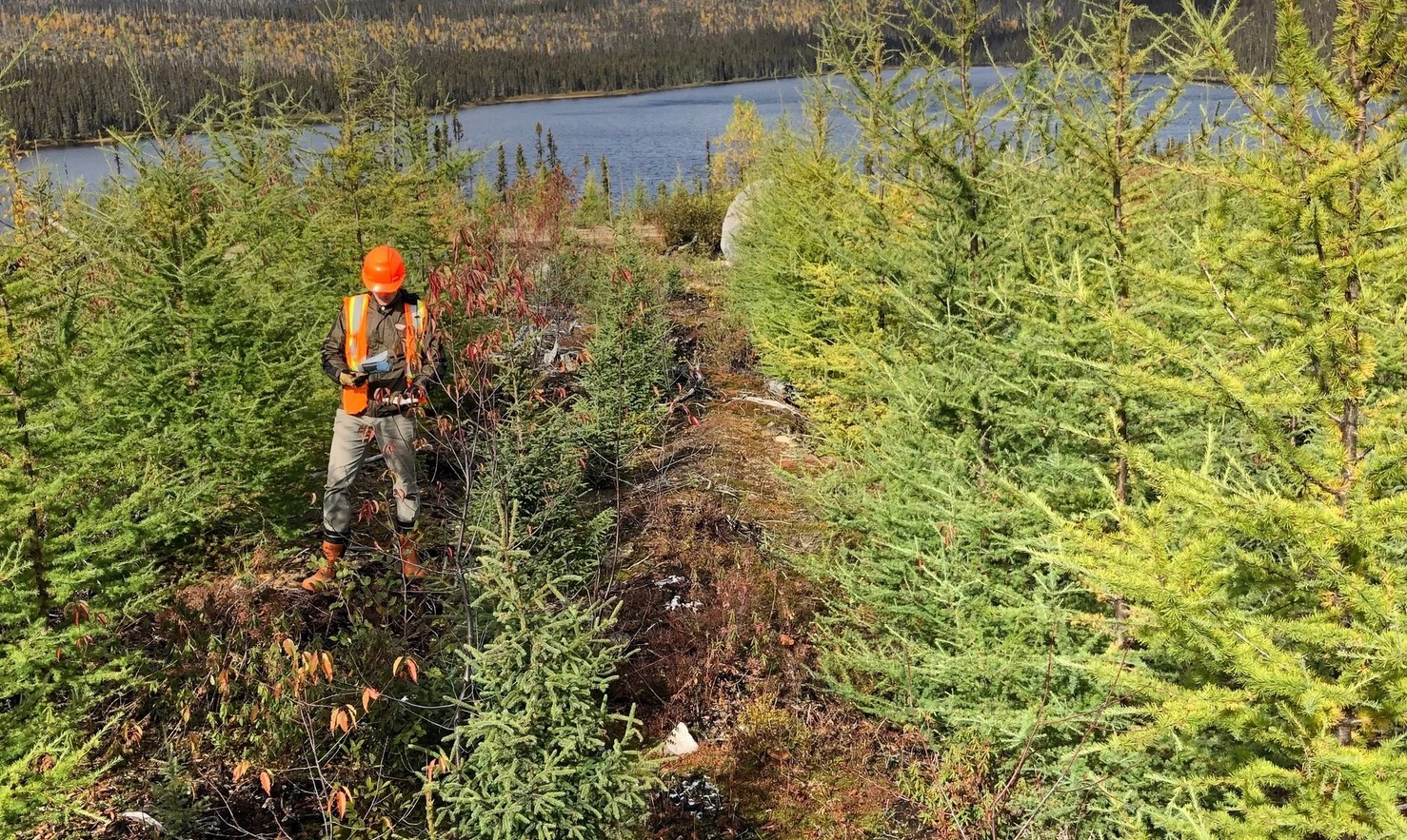 Achieving forest establishment at scale to address climate, environmental and economic challenges around the world