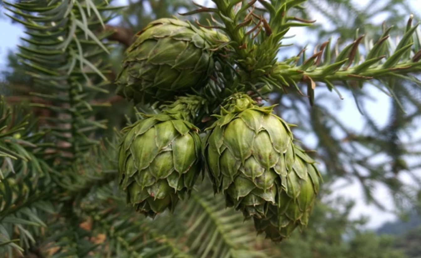 Female cones in 3rd generation seed orchard of Chinese fir at Guanze Huaqiao National Forest Farm, Fujian Province, China; Nanjing Conference, October 2019. Photo: Tomas Funda.