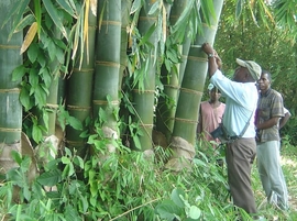 The Second International Young Scientist Forum: Bamboo Resources in a Changing Climate