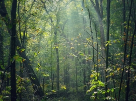 Professor (full tenure) in silviculture with focus on silvicultural systems  //  29 April 2025